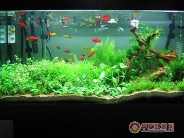 亮点水族加盟